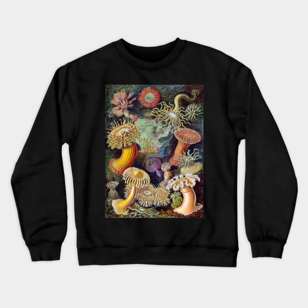 Vintage Art 1904 Haeckel Sea Anemones Flowers of the Sea Crewneck Sweatshirt by natureguided